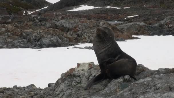 Selos na costa de neve rochosa no oceano da Antártida . — Vídeo de Stock