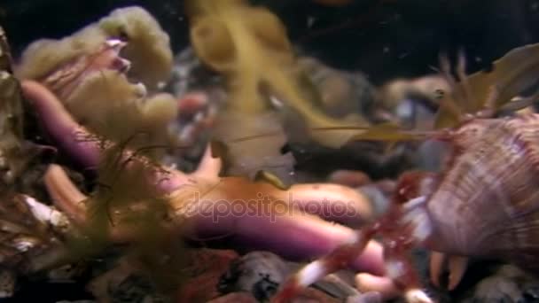 Cáncer ermitaño y estrellas de mar bajo el agua en busca de alimento en el fondo marino del Mar Blanco . — Vídeo de stock