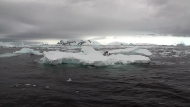 Tätning på isen rörelse och snö i havet av Antarktis. — Stockvideo