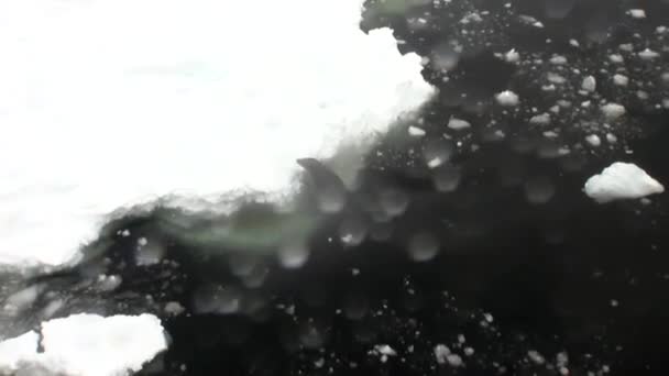 Sigillo sulla costa innevata nell'oceano dell'Antartide . — Video Stock