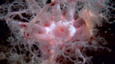 Tüylü yumuşak mercan sualtı beyaz deniz dibinin üzerinde.