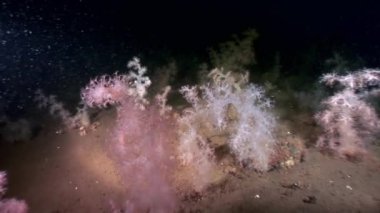 Beyaz tüylü yumuşak mercan sualtı beyaz deniz dibinin üzerinde.