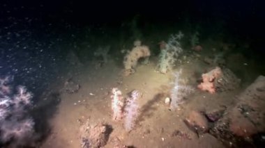 Beyaz tüylü yumuşak mercan sualtı beyaz deniz dibinin üzerinde.