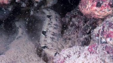 Koyun eti balık perciform su altında beyaz deniz okyanus, deniz dibinin üzerinde yılan balığı surat.