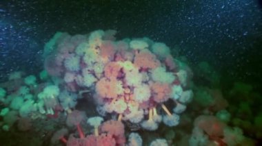 Beyaz kabarık metridium su altında beyaz deniz dibinin üzerinde.