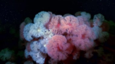 Beyaz kabarık metridium su altında beyaz deniz dibinin üzerinde.