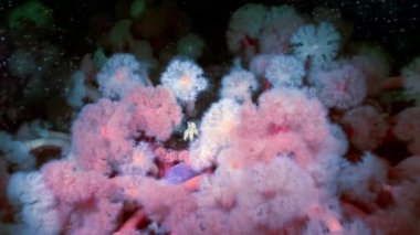 Beyaz kabarık metridium su altında beyaz deniz dibinin üzerinde.