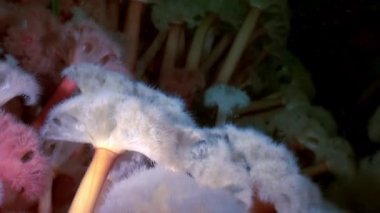 Beyaz kabarık metridium su altında beyaz deniz dibinin üzerinde.