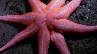 Denizyıldızı kırmızı renk su altında beyaz deniz dibinin üzerinde.
