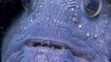 Beyaz Deniz yiyecek aramaya sualtı Lancet balık yayın balığı yakın çekim.