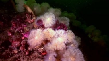 Beyaz kabarık metridium ve denizanası suyun altında beyaz deniz dibinin üzerinde.