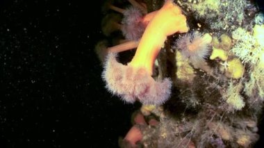 Beyaz kabarık metridium su altında beyaz deniz dibinin üzerinde.