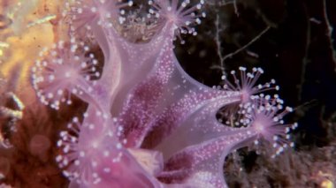 Lucernaria quadricornis su altında beyaz deniz