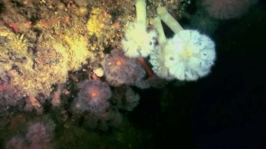 Beyaz kabarık metridium su altında beyaz deniz dibinin üzerinde.