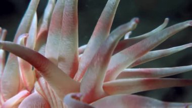 Kırmızı anemone actinia yakın çekim su altında beyaz deniz dibinin üzerinde.