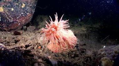Kırmızı anemone actinia yakın çekim su altında beyaz deniz dibinin üzerinde.