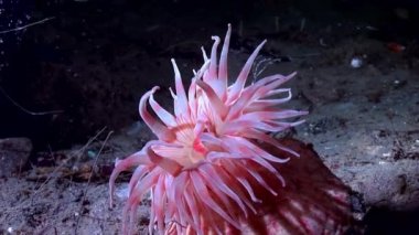Kırmızı anemone actinia yakın çekim su altında beyaz deniz dibinin üzerinde.