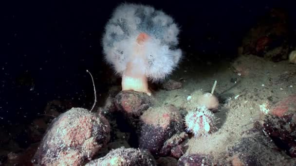 Weißes flauschiges Metridium und Seeigel unter Wasser auf dem Meeresboden des weißen Meeres. — Stockvideo