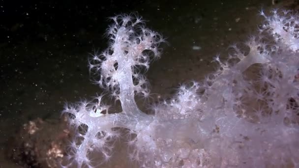 Белый пушистый мягкий коралл под водой на дне Белого моря . — стоковое видео