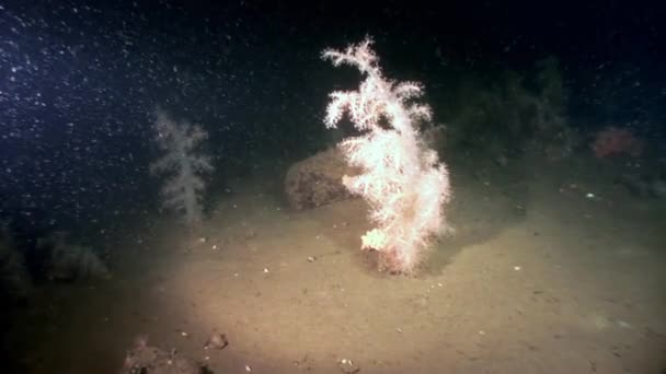 Beyaz tüylü yumuşak mercan sualtı beyaz deniz dibinin üzerinde. — Stok video
