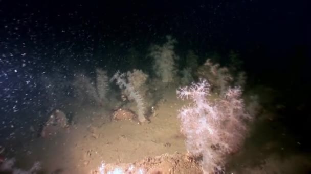 Wit pluizig zacht koraal onderwater op de zeebodem van de Witte Zee. — Stockvideo