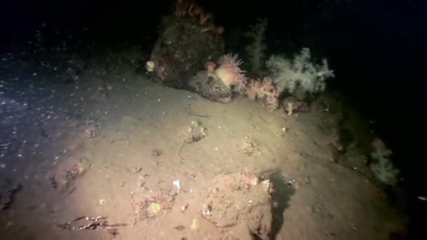 White fluffy soft coral metridium underwater on seabed of White Sea. — Stock Video