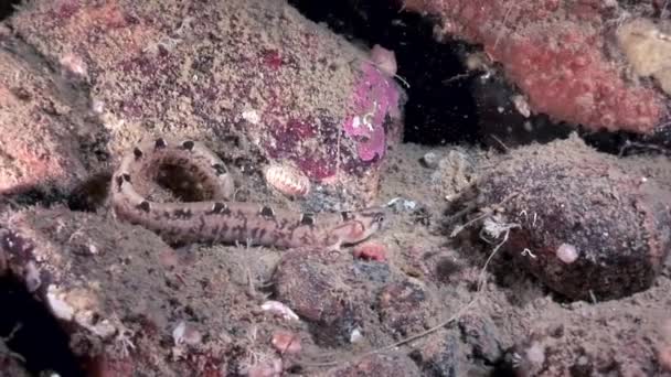 Pesce muschio d'anguilla perciforme sui fondali marini sott'acqua nell'oceano del Mar Bianco . — Video Stock