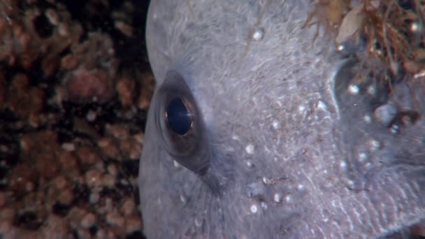 Lancet ryb sumec na mořském dně pod vodou v oceánu bílé moře. — Stock video