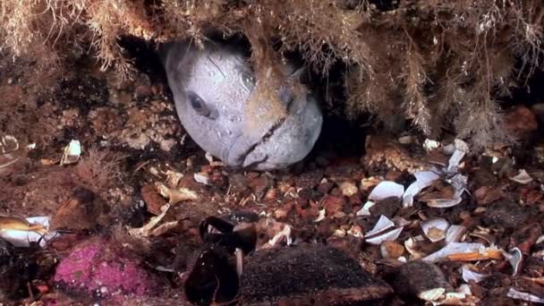 백 해의 바다에서 수 중 해저에 이르렀다 물고기 메기. — 비디오