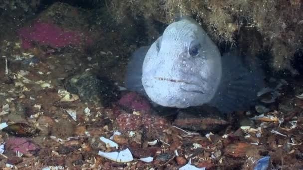 Lancet ryb sumec na mořském dně pod vodou v oceánu bílé moře. — Stock video