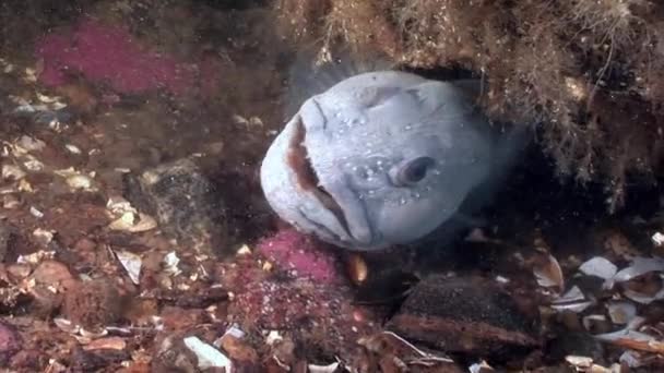 Havskattfiskar havskatt på havsbotten under vattnet i havet av vita havet. — Stockvideo