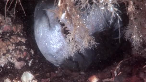 Lancet ryb sumec na mořském dně pod vodou v oceánu bílé moře. — Stock video