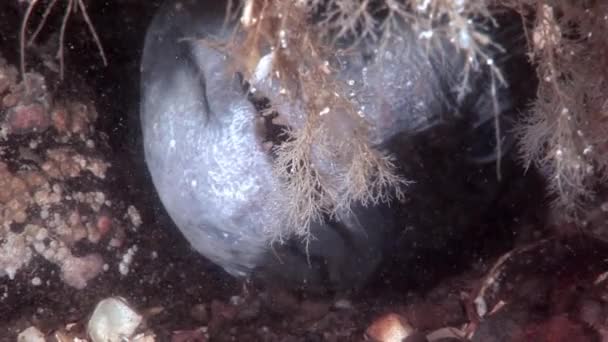 Lancet peixe bagre no fundo do mar subaquático no oceano do Mar Branco . — Vídeo de Stock