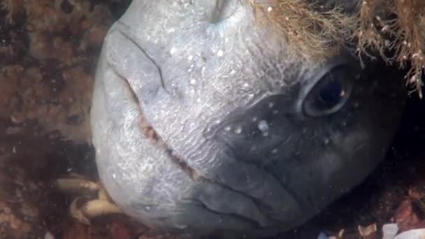 Lancet poisson poisson-chat sur le fond marin sous-marin dans l'océan de la mer Blanche . — Video