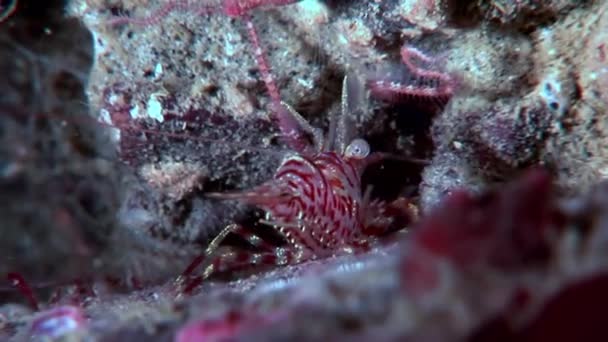 Креветки из тигрового стекла в масках в поисках пищи на подводном дне Белого моря . — стоковое видео
