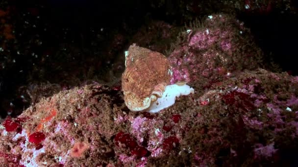 Caracol marinho perto subaquático no fundo do mar Mar Branco . — Vídeo de Stock