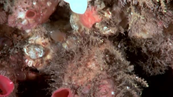 Zakpijpen ascidia Tunicata Urochordata onderwater op de zeebodem van de Witte Zee. — Stockvideo