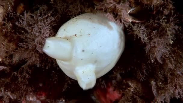 Ascidiacea ascidia Tunicata Urochordata pod wodą na dnie morza białego. — Wideo stockowe