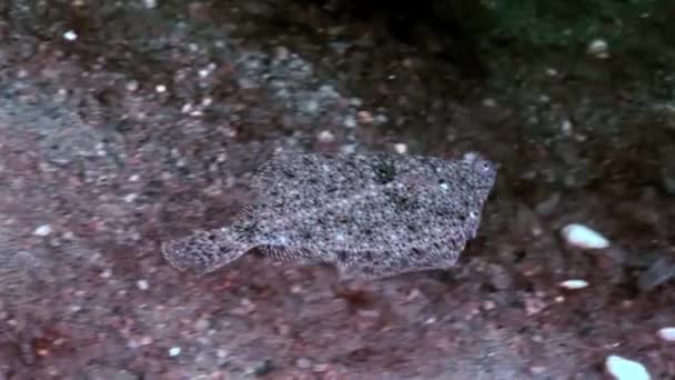 Solha flatfish subaquático no fundo do mar em busca de alimentos no Mar Branco Rússia . — Vídeo de Stock