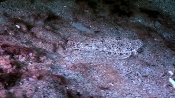 Schol platvis onderwater op de zeebodem op zoek naar voedsel in Rusland van de Witte Zee. — Stockvideo