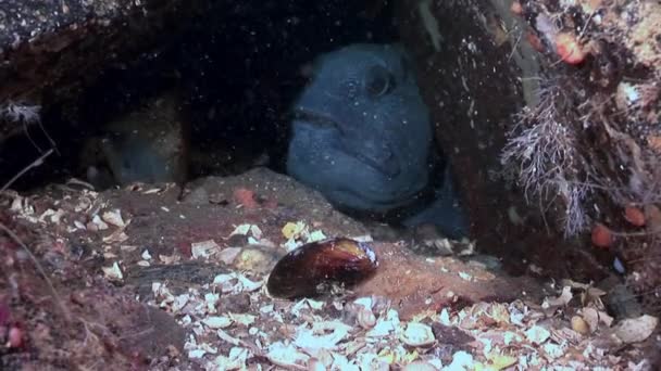 Lancet peixe bagre no fundo do mar em busca de alimentos subaquáticos do Mar Branco . — Vídeo de Stock