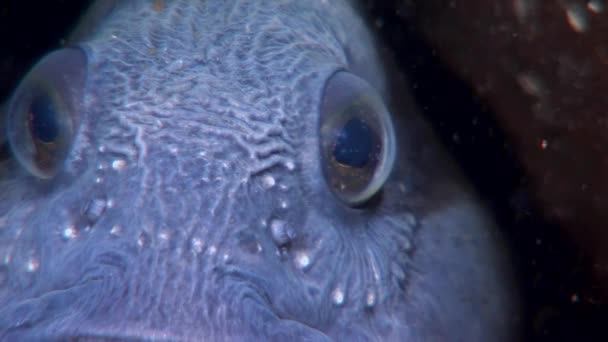 Harcsa harcsa közelről keres élelmiszer víz alatti fehér-tenger. — Stock videók