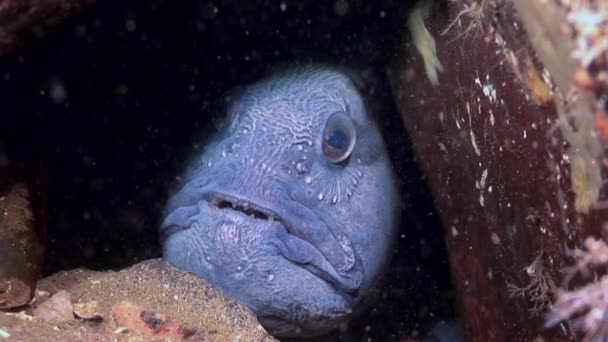 Pesce gatto di Lancet su fondo marino alla ricerca di cibo subacqueo di Mar Bianco . — Video Stock