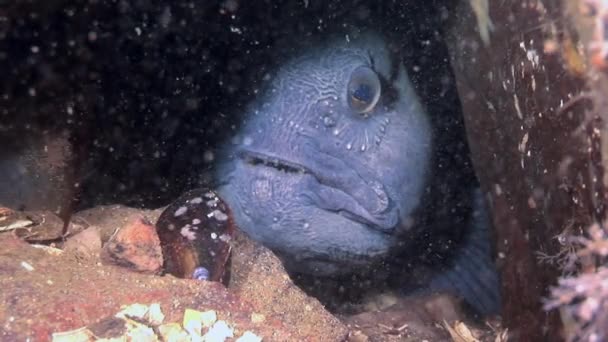 白い海の水中に餌を求めて海底にランセット魚ナマズ. — ストック動画