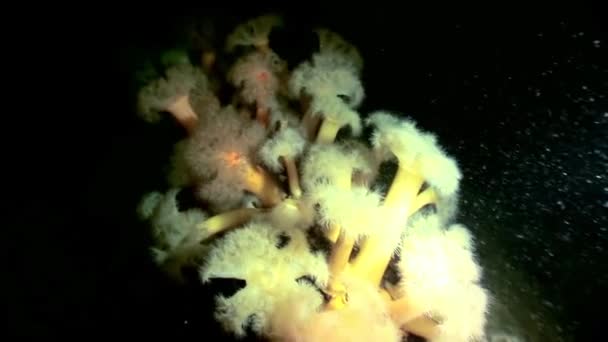 White fluffy metridium underwater on seabed of White Sea. — Stock Video