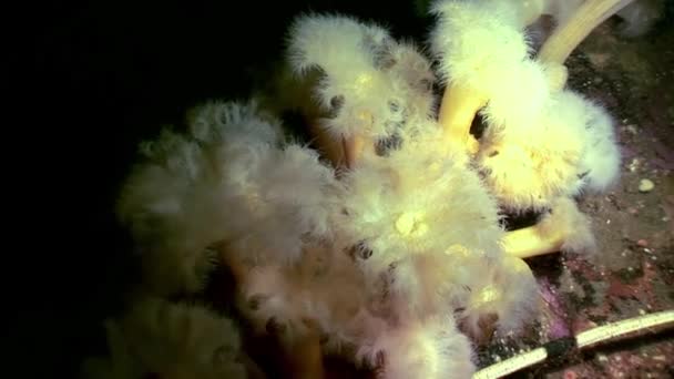 White fluffy metridium underwater on seabed of White Sea. — Stock Video