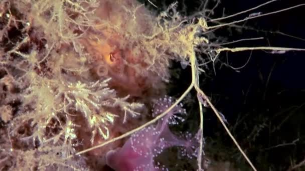 Lucernaria quadricornis sous-marin en mer Blanche — Video