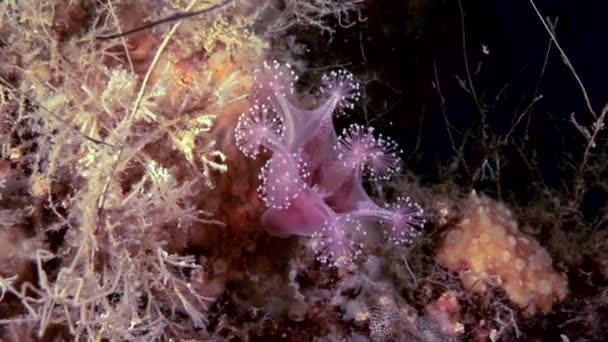 Lucernaria quadricornis bajo el agua en el Mar Blanco — Vídeo de stock