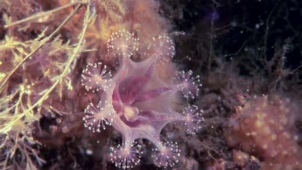 Lucernaria quadricornis pod vodou v bílém moři — Stock video