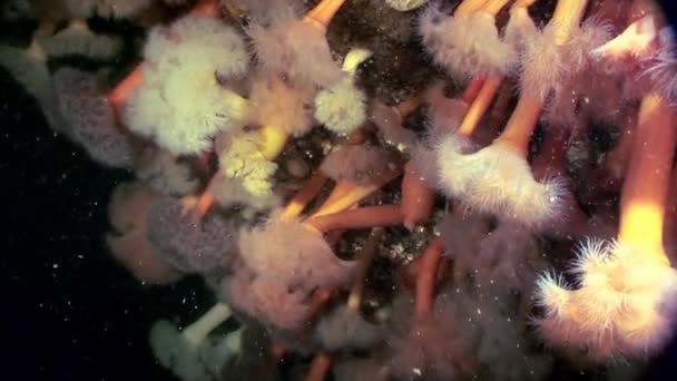 Metridium duveteux blanc sous-marin sur le fond marin de la mer Blanche . — Video